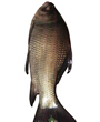 Katol Fish (4 to 4.5 lb)